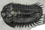 Fantastic Coltraneia Trilobite Fossil - Huge Faceted Eyes #328569-2